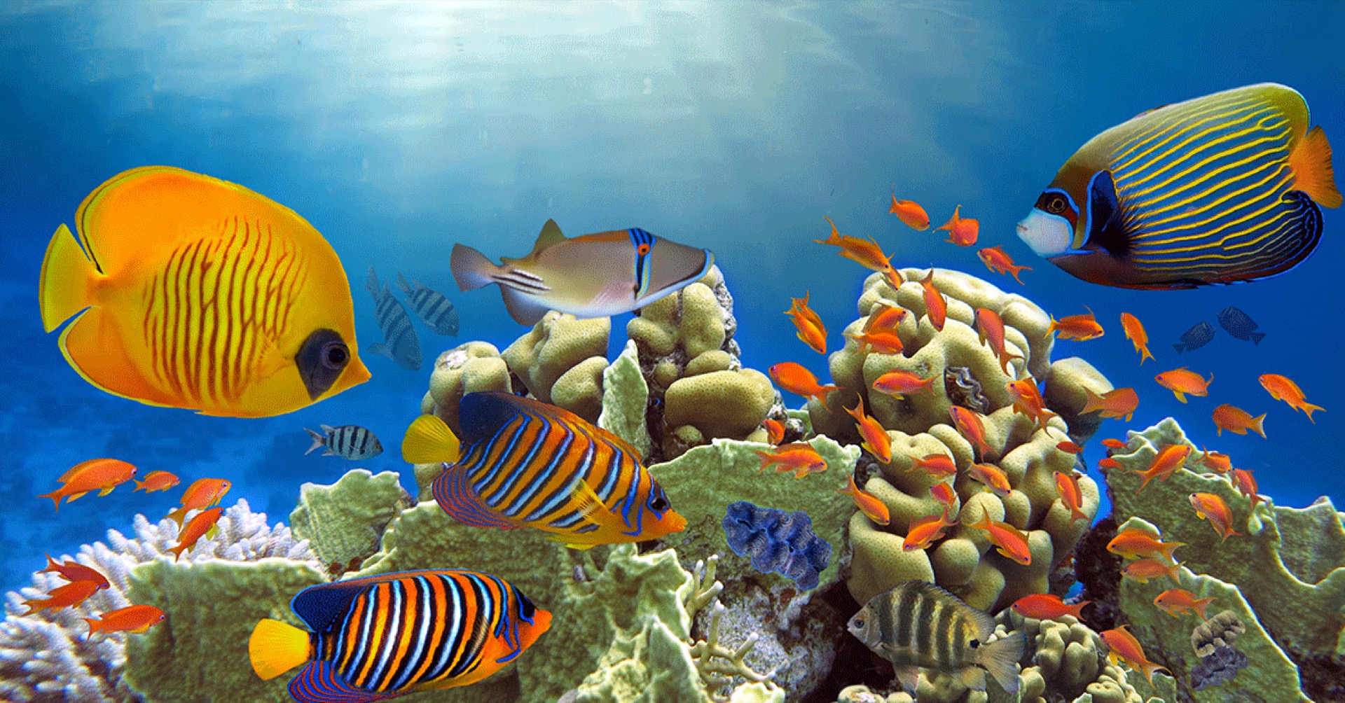 Liveaboards en el Mar Rojo: 27 barcos, tu arrecife, tu aventura